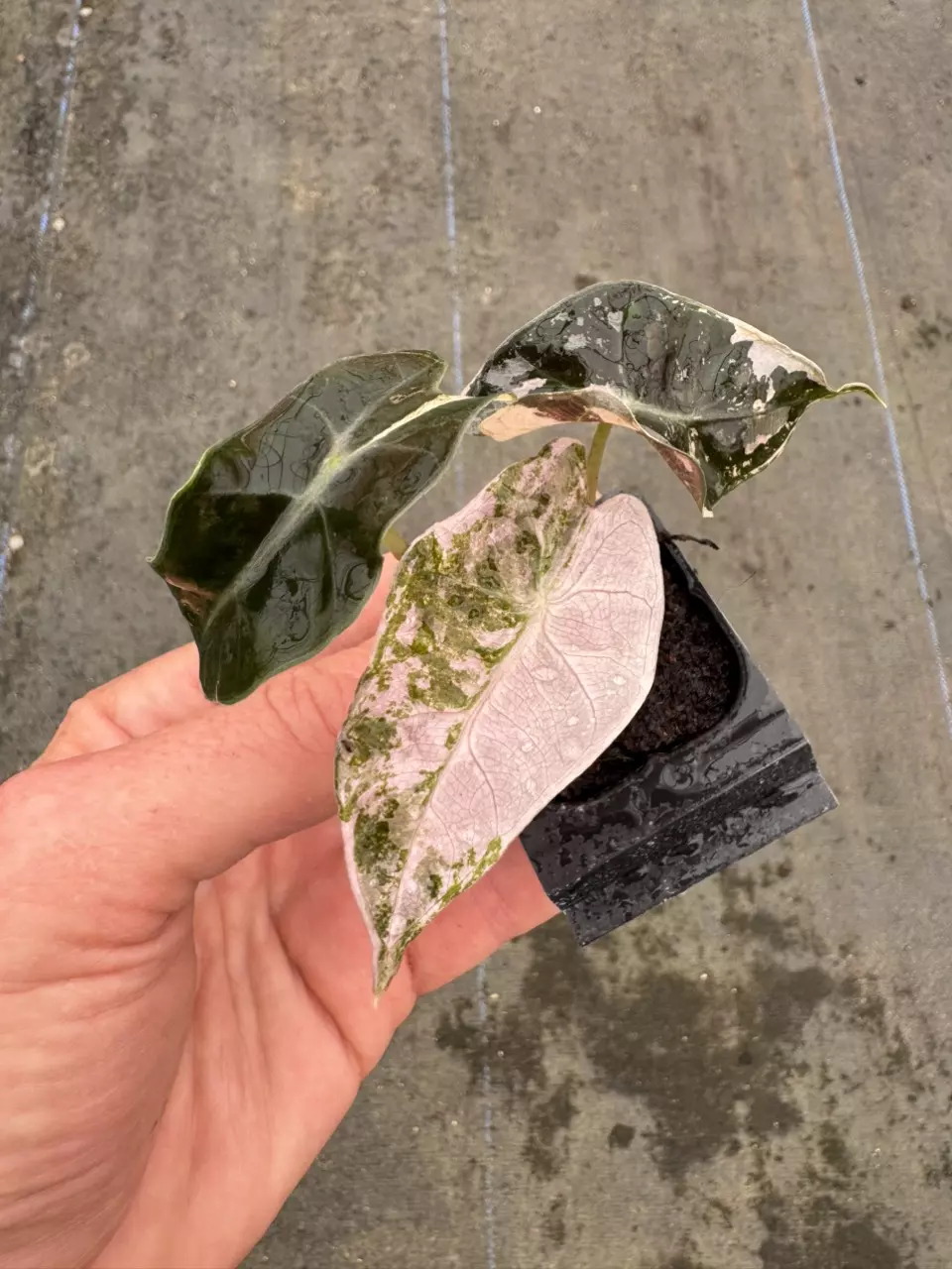 plant/Pink variegated alocasia Amazonica starter plant growers choice-1