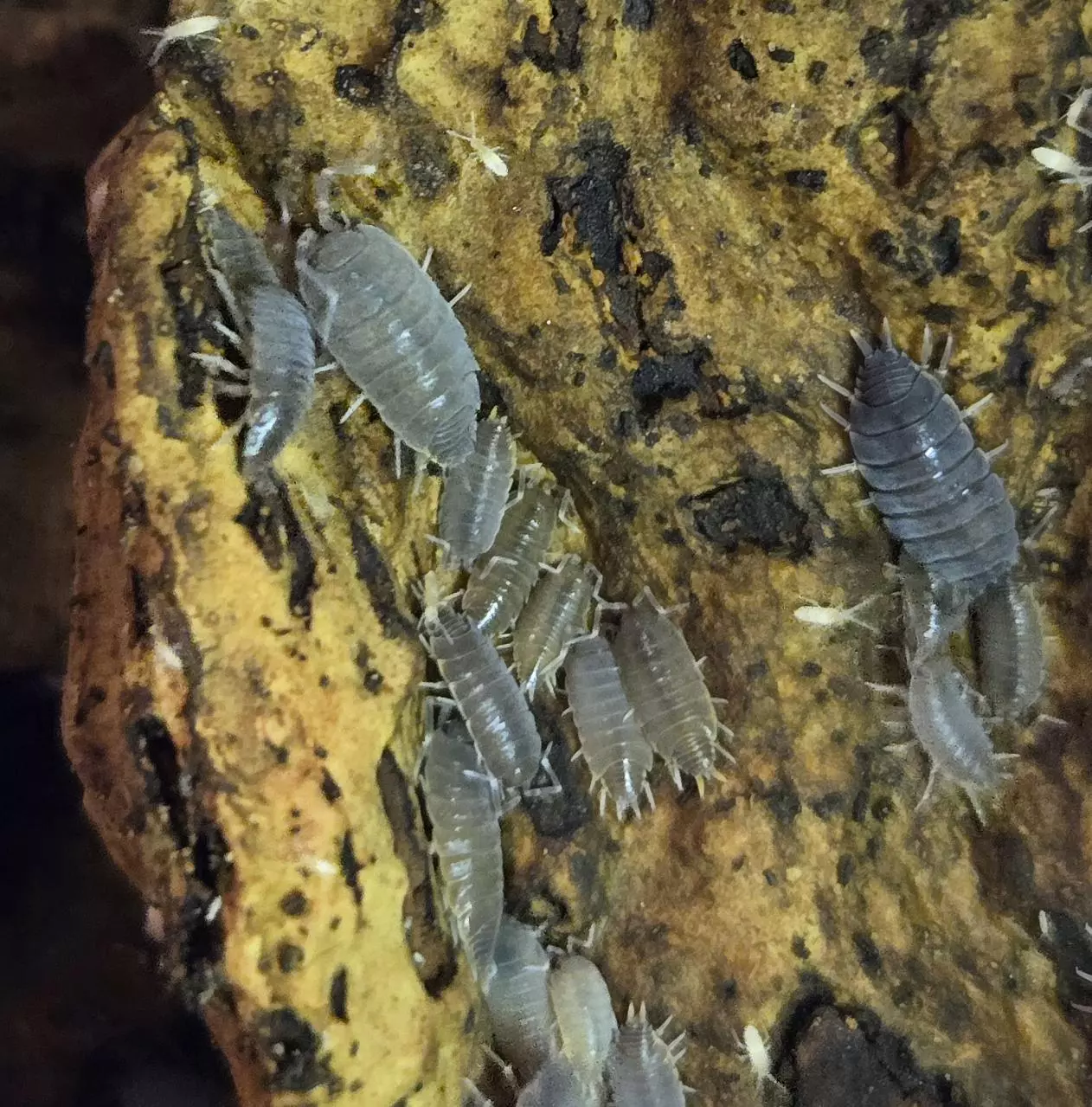 plant/Porcellionidespruinosus powder blues-0