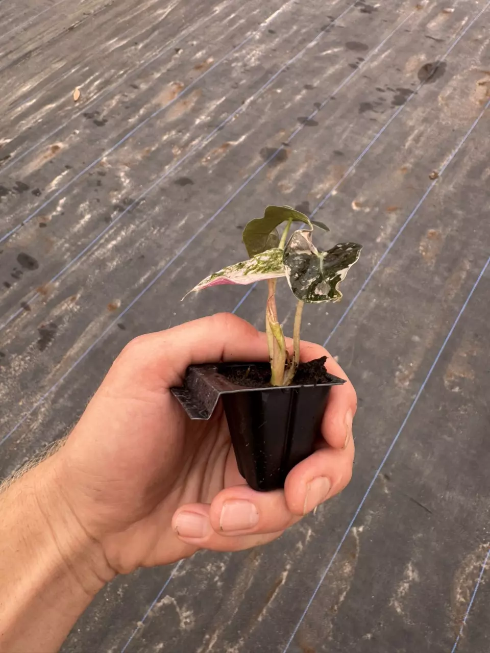 plant/Pink variegated alocasia Amazonica starter plant growers choice-7