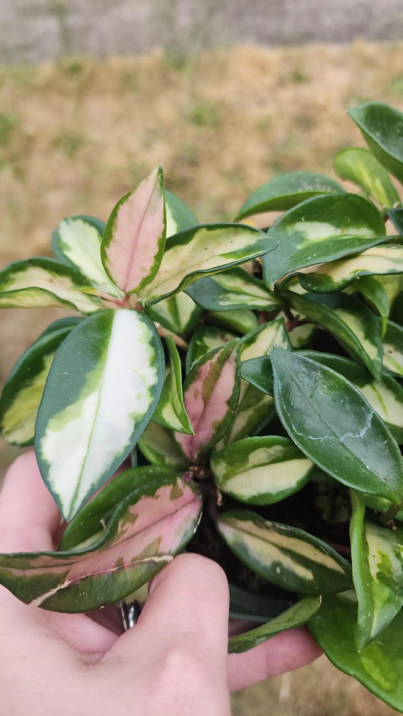 plant/6" Hoya carnosa rubra krimson princess-1