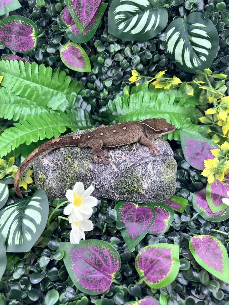 plant/11 Spot 😳 Male Sarasinorum Almost RTB-0