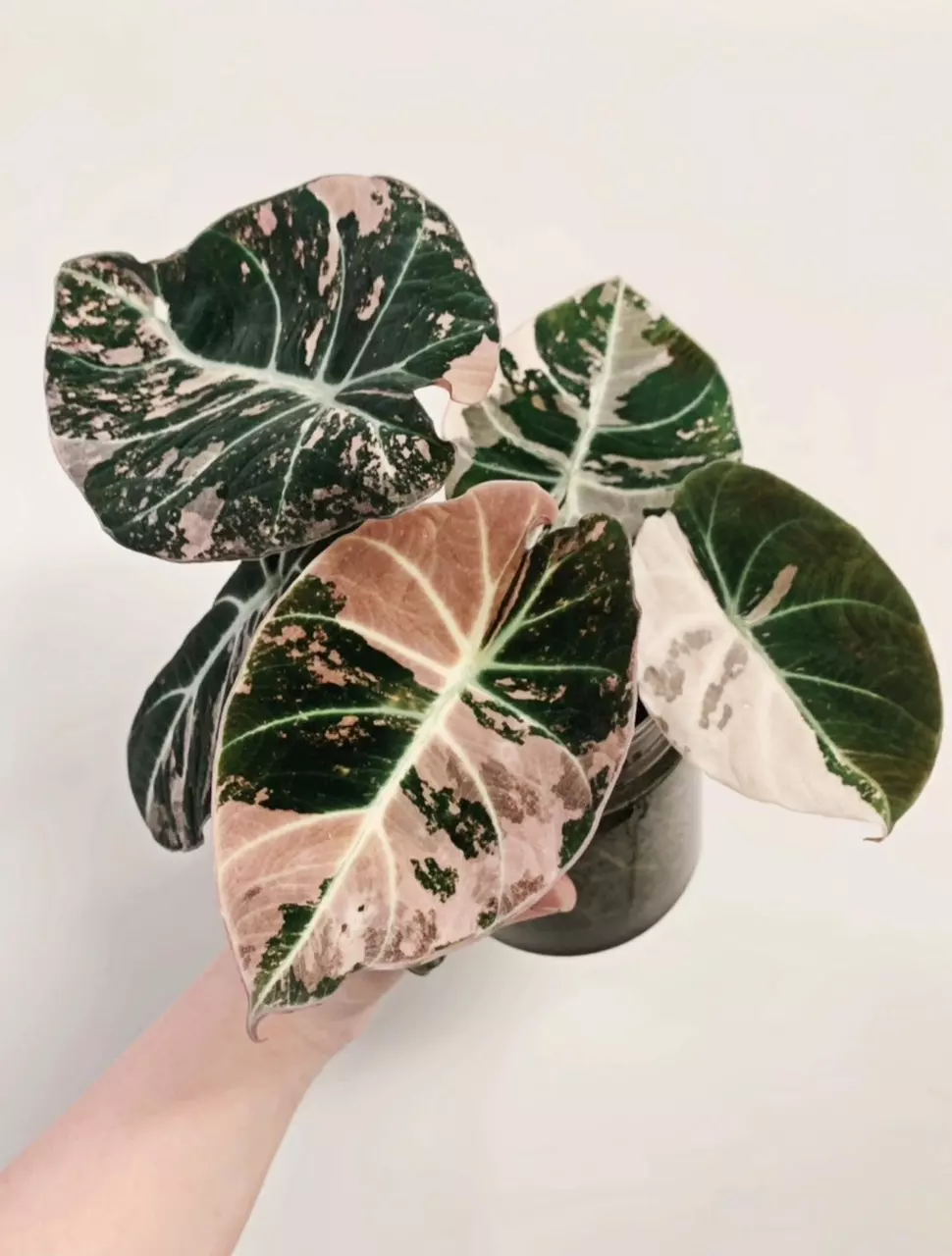 plant/Pink variegated alocasia black velvet starters growers choice-0