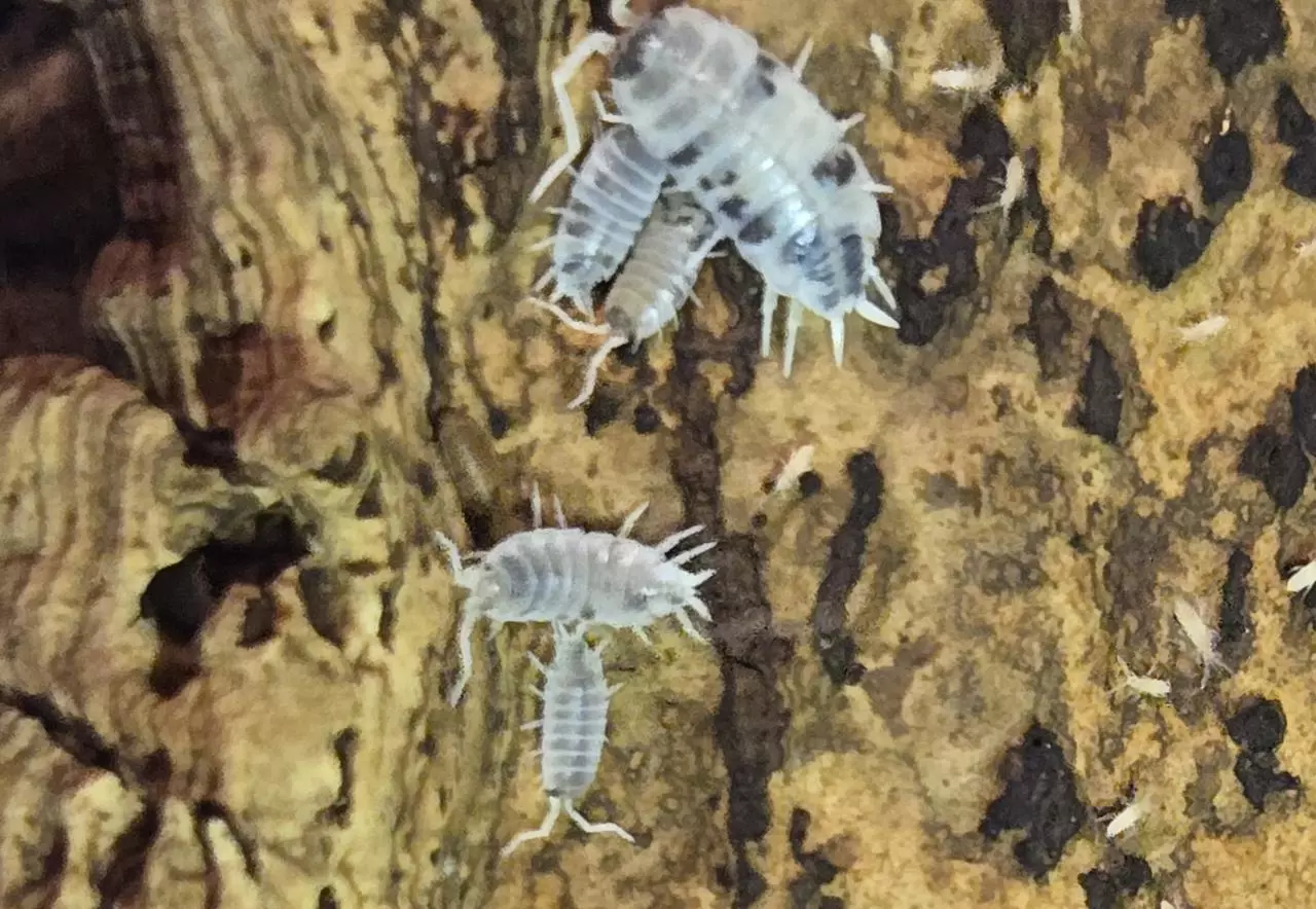 plant/Porcellionides pruinosis oreo crumbles-0