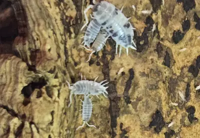 plant/Porcellionides pruinosis oreo crumbles-0-thumbnail