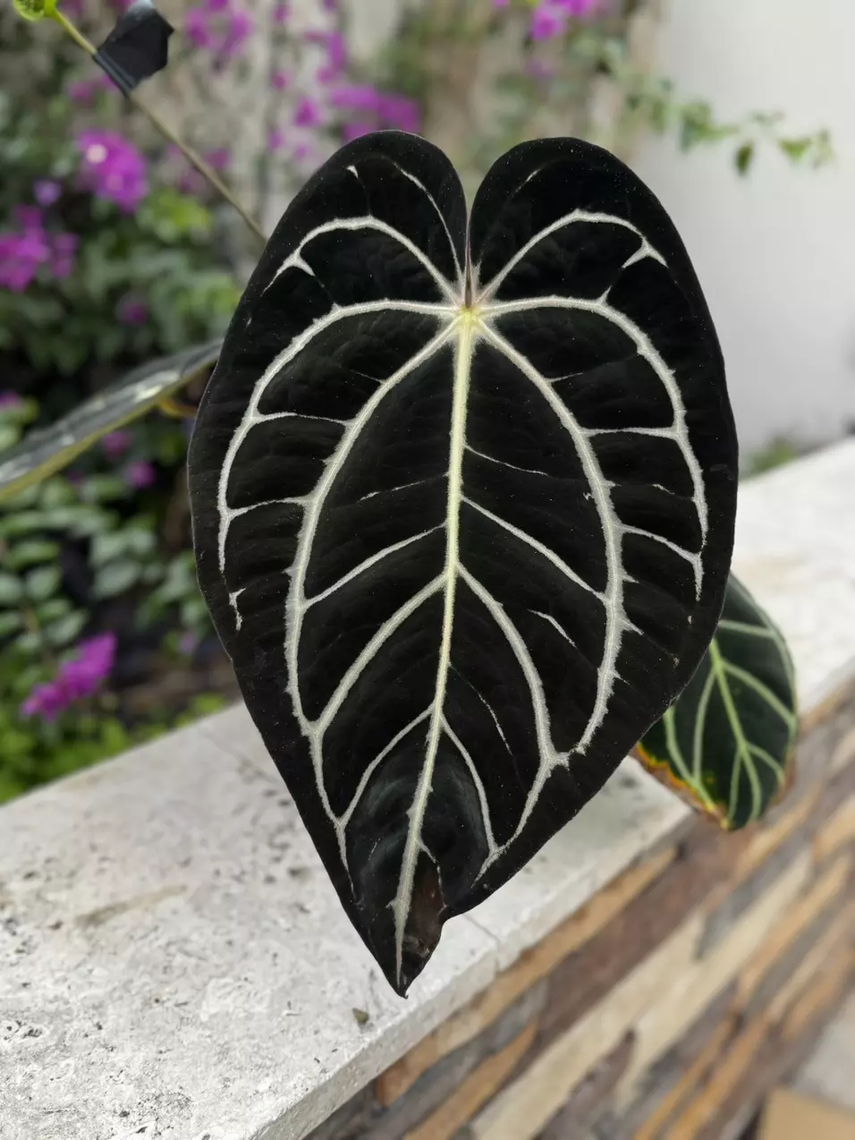 plant/carlablackiae round x GPH001 F2 batch 2-0