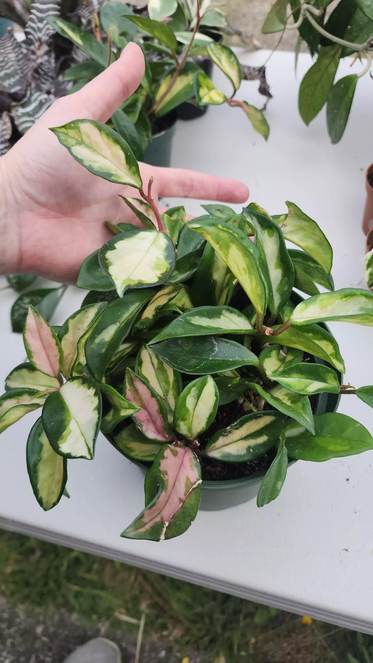 plant/6" Hoya carnosa rubra krimson princess-0