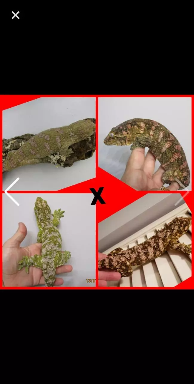 plant/107 Female Leachie produced by Freakie Leachies  150g-4