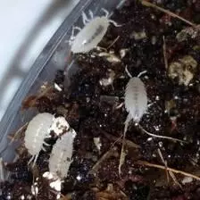 plant/Dwarf whites-0-thumbnail