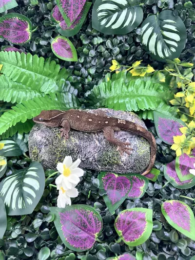 plant/11 Spot 😳 Male Sarasinorum Almost RTB-1-thumbnail