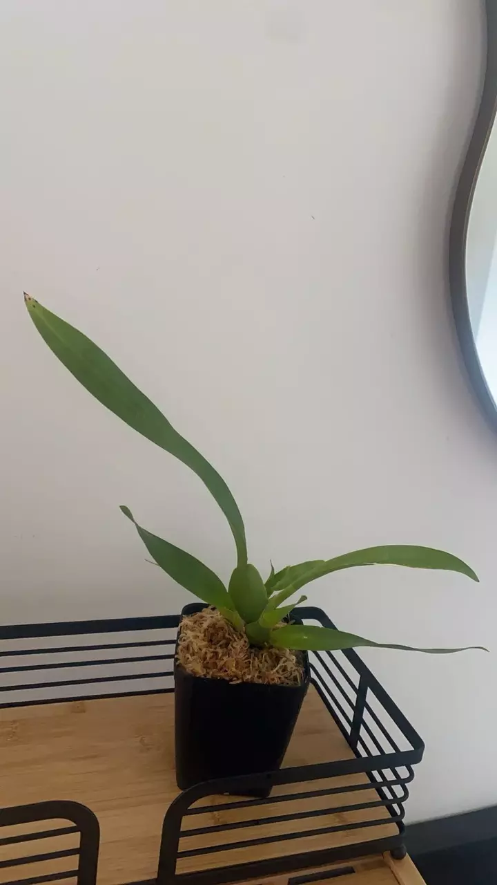 plant/3.5” Oncidium Sharry Baby Orchid - Chocolate Scent-1