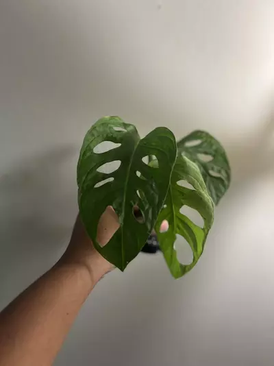 plant/Large Leaf Monstera Adansonii Cutting – Rooting & Ready to Grow-0-thumbnail