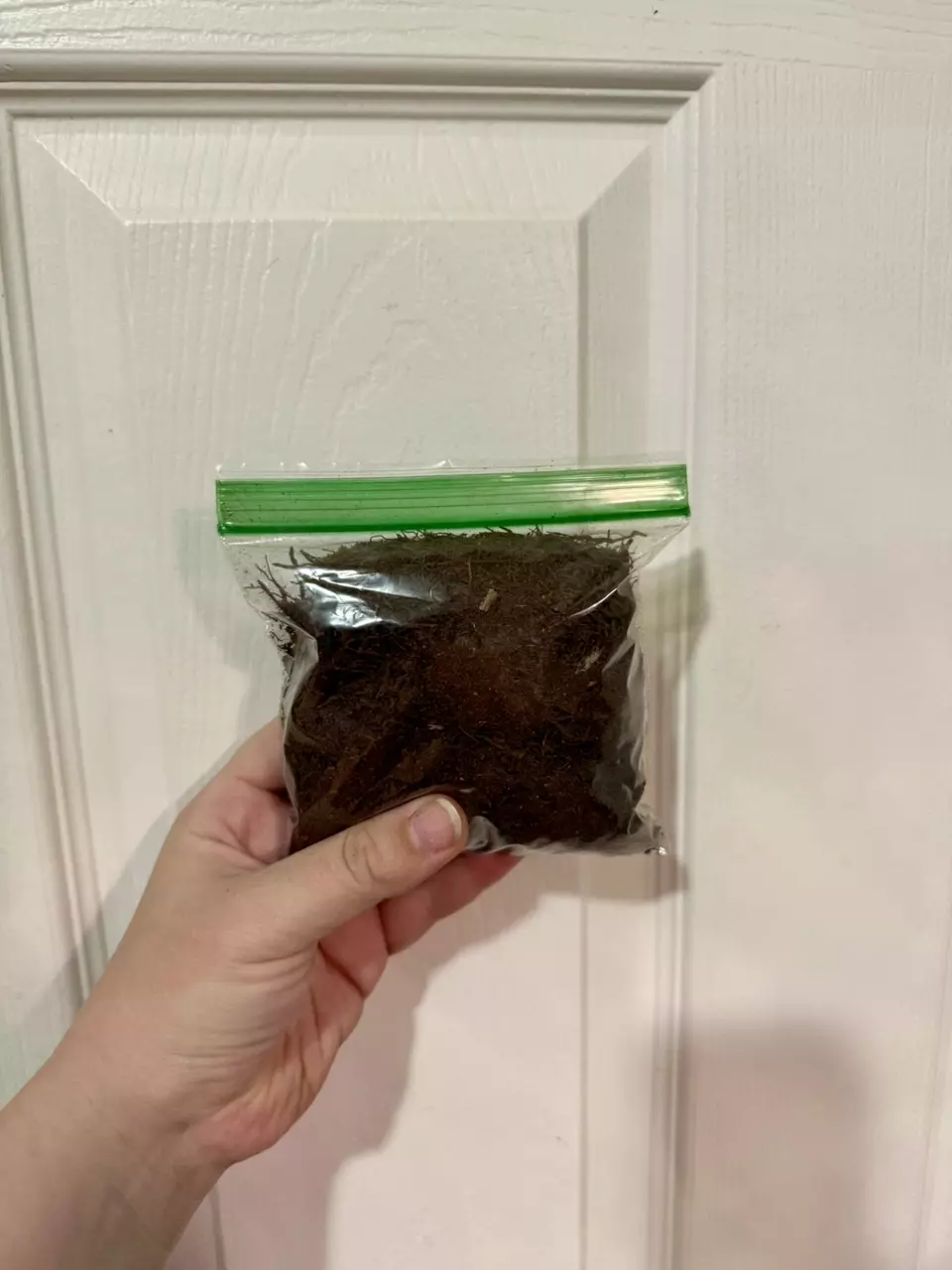 free_shipping/ADD ON Tree Fern Fiber - Snack Bag Size-0