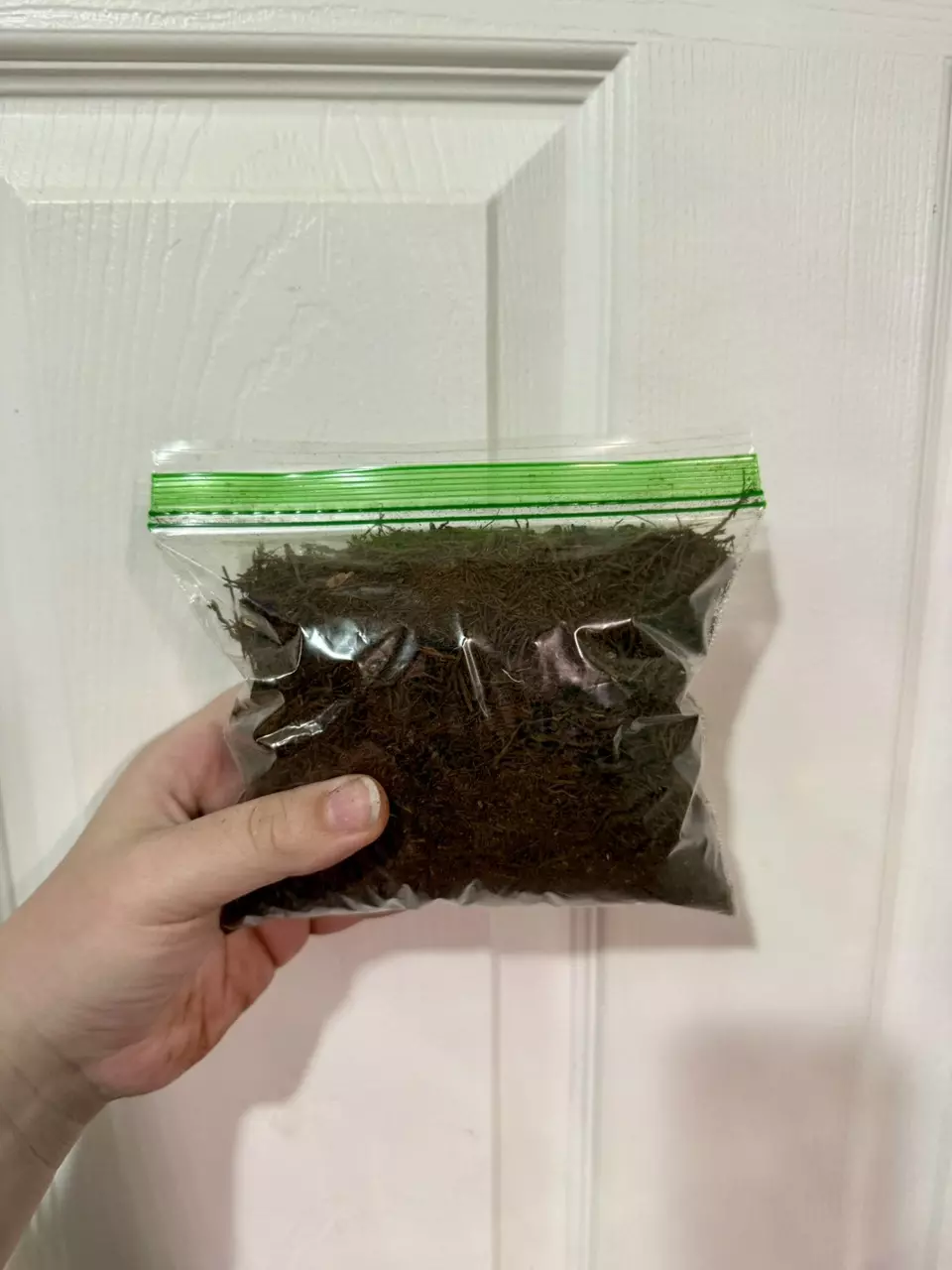 free_shipping/ADD ON Tree Fern Fiber - Sandwich Bag Size-0