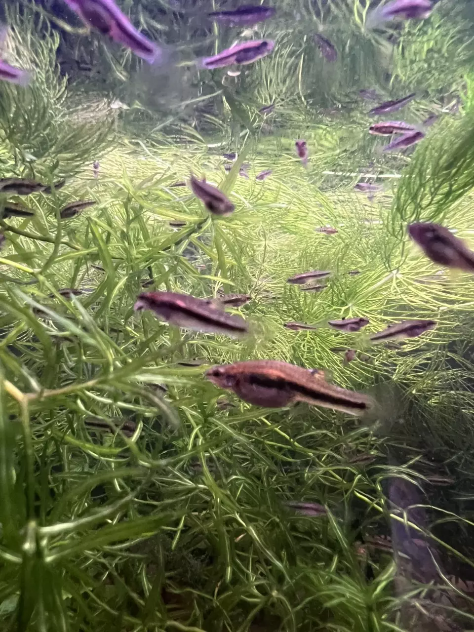 plant/Heterandria Formosa aka Florida Least Killifish group of 8-1