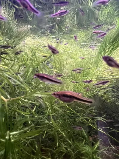 plant/Heterandria Formosa aka Florida Least Killifish group of 8-1-thumbnail