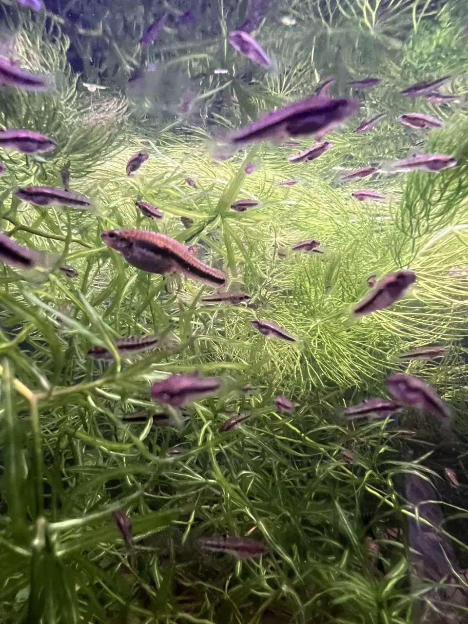 plant/Heterandria Formosa aka Florida Least Killifish group of 8-2