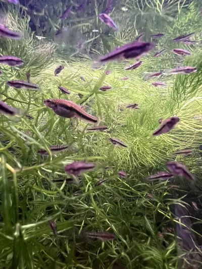 plant/Heterandria Formosa aka Florida Least Killifish group of 8-2-thumbnail