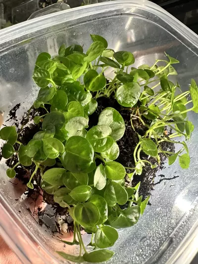 plant/Anthurium Seedling ( Crystallinum 'Dark' x Forgetii Silver ) x Open-4-thumbnail