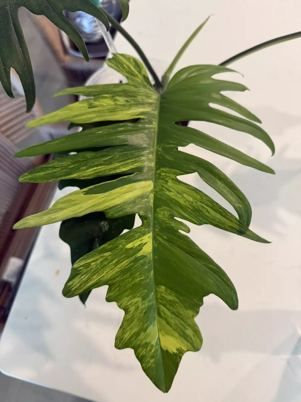 plant/Flobe x tortum hybrid-1