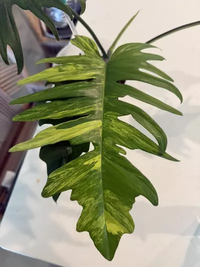 plant/Flobe x tortum hybrid-1-thumbnail