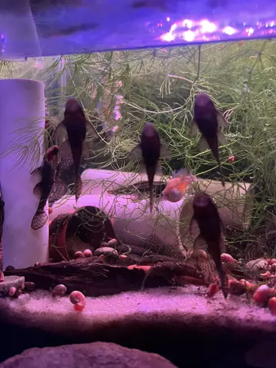 plant/Brown Bristlenose Pleco Pair 1M1F-1-thumbnail