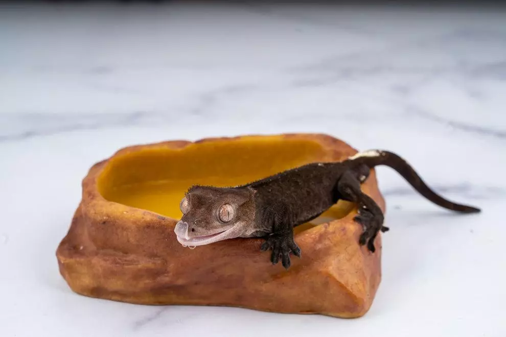 plant/Exo Terra Water Dish - Medium-0