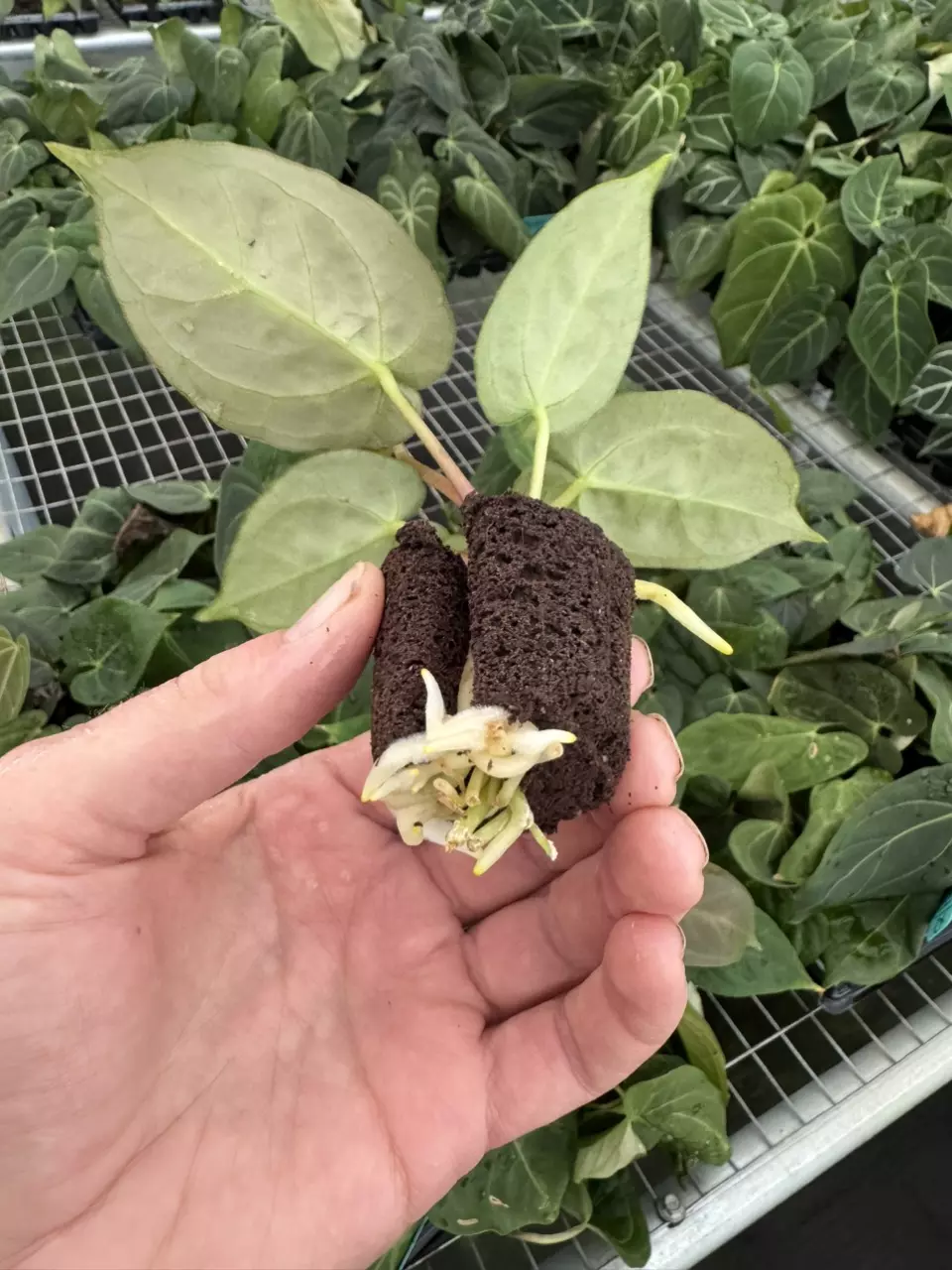 plant/Seed grown anthurium Hoffmanii x dorayaki MBR starter plant growers choice-6