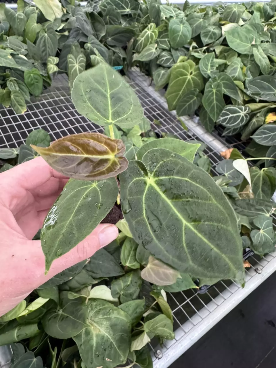 plant/Seed grown anthurium Hoffmanii x dorayaki MBR starter plant growers choice-1