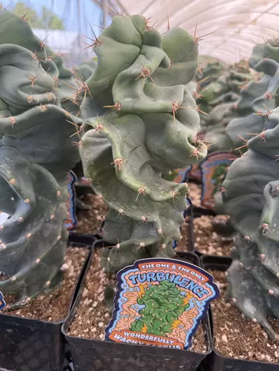 plant/Cereus forbesii spiralis ‘Turbulence’ | Spiral Cactus | 6” Pot-1-thumbnail