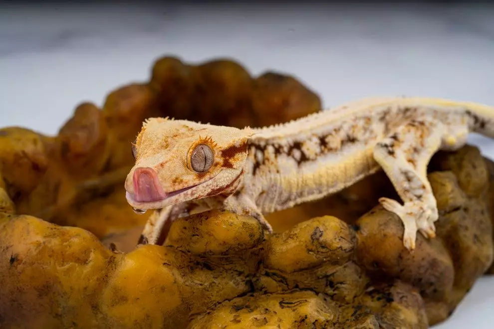 plant/Exo-Terra Corner Water Dish-0