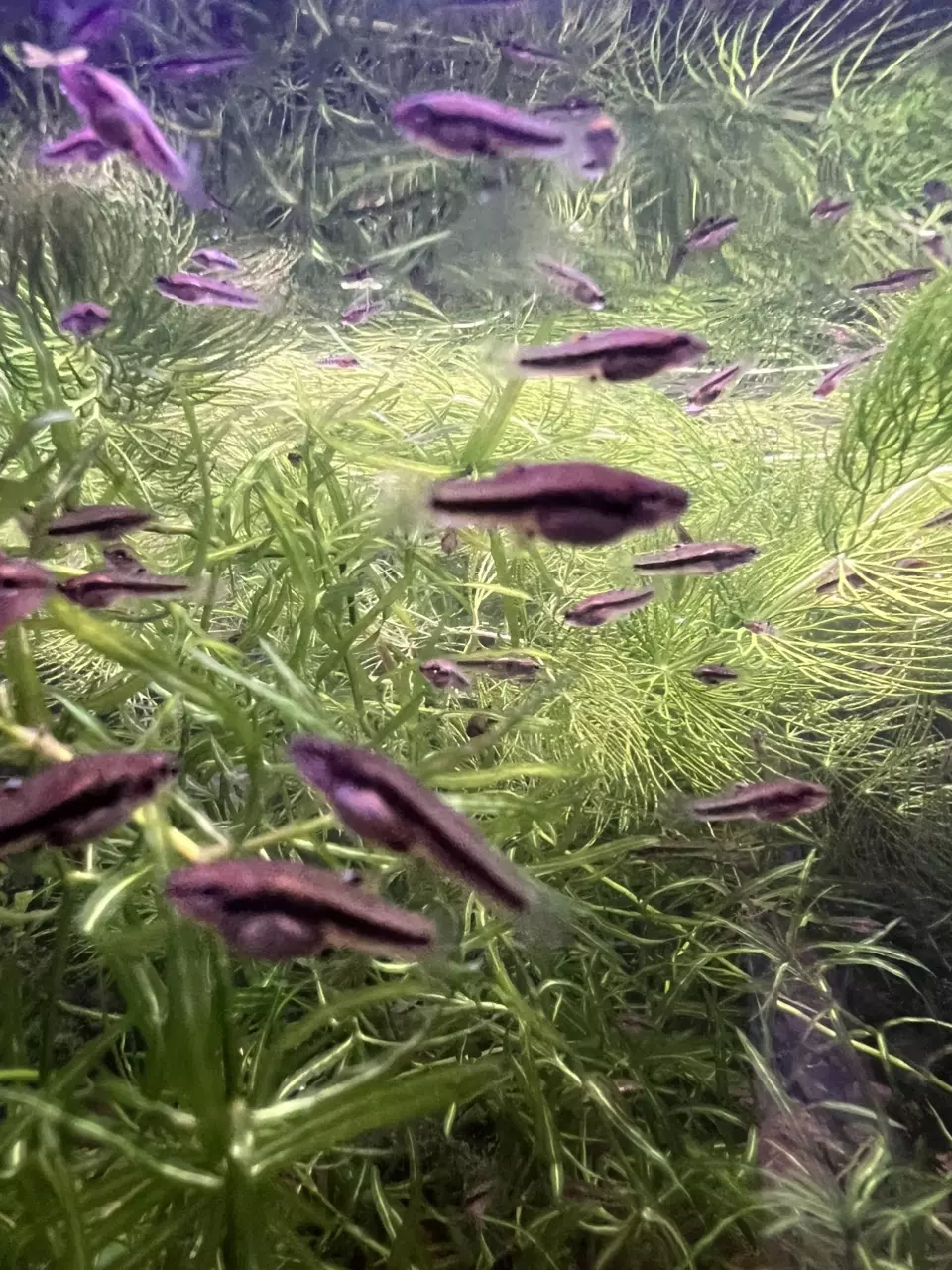 plant/Heterandria Formosa aka Florida Least Killifish group of 8-0