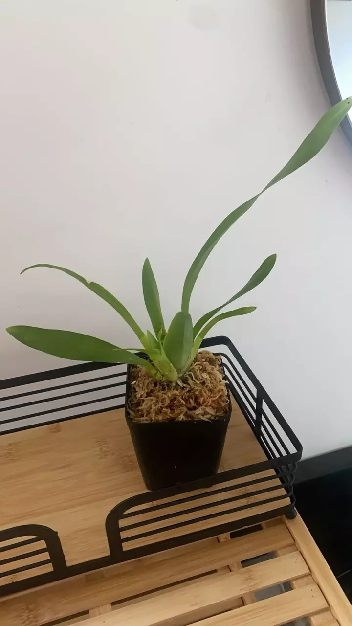 plant/3.5” Oncidium Sharry Baby Orchid - Chocolate Scent-0