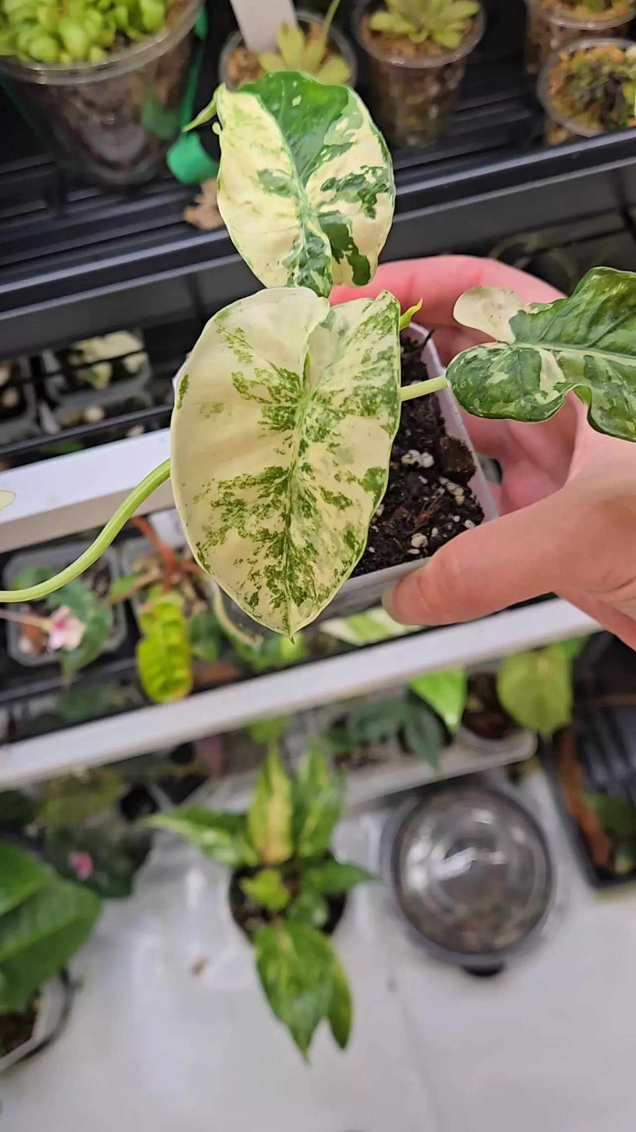 plant/NOID Albo Variegated Alocasia-1