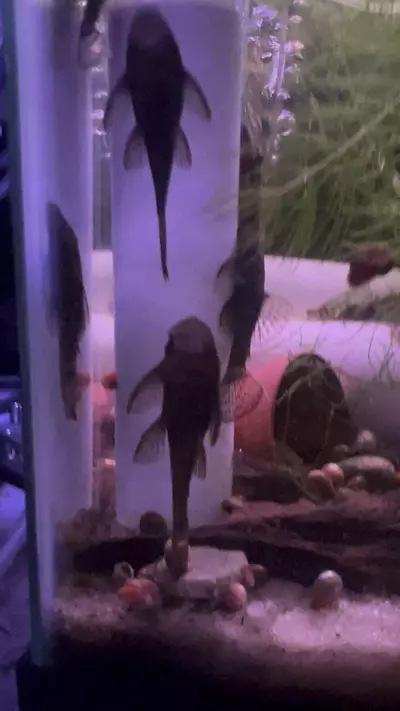 plant/Brown Bristlenose Pleco Pair 1M1F-0-thumbnail