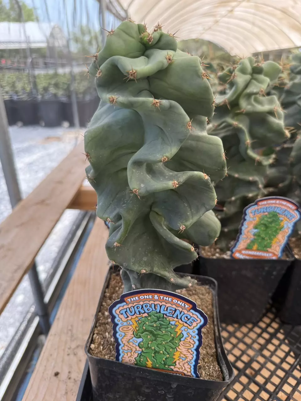 plant/Cereus forbesii spiralis ‘Turbulence’ | Spiral Cactus | 6” Pot-0