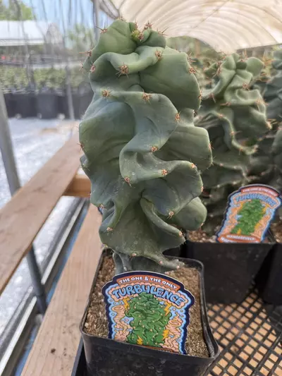 plant/Cereus forbesii spiralis ‘Turbulence’ | Spiral Cactus | 6” Pot-0-thumbnail