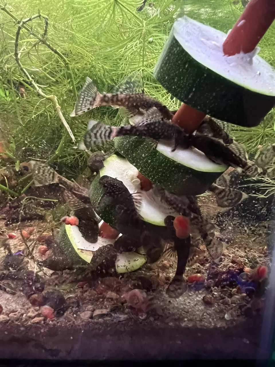 plant/Brown Bristlenose Pleco Pair 1M1F-2