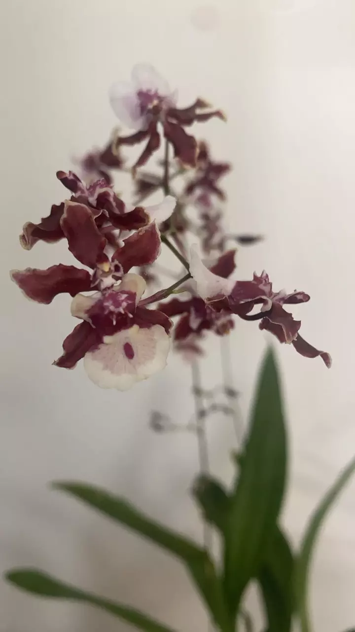plant/3.5” Oncidium Sharry Baby Orchid - Chocolate Scent-3