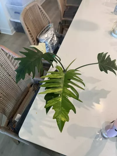 plant/Flobe x tortum hybrid-0-thumbnail