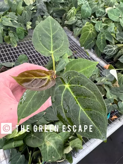 plant/Seed grown anthurium Hoffmanii x dorayaki MBR starter plant growers choice-0-thumbnail