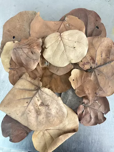 plant/Seagrape leaves (15 pack)-0-thumbnail