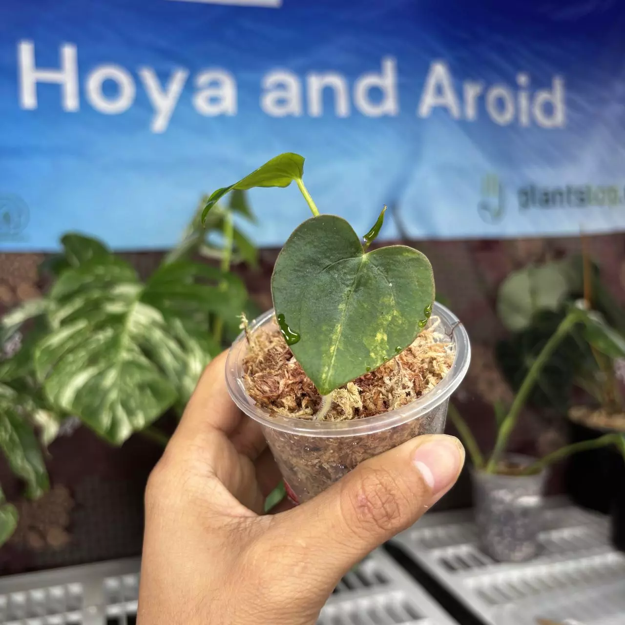 plant/B406 Anthurium Black venom x Forgetii var-0