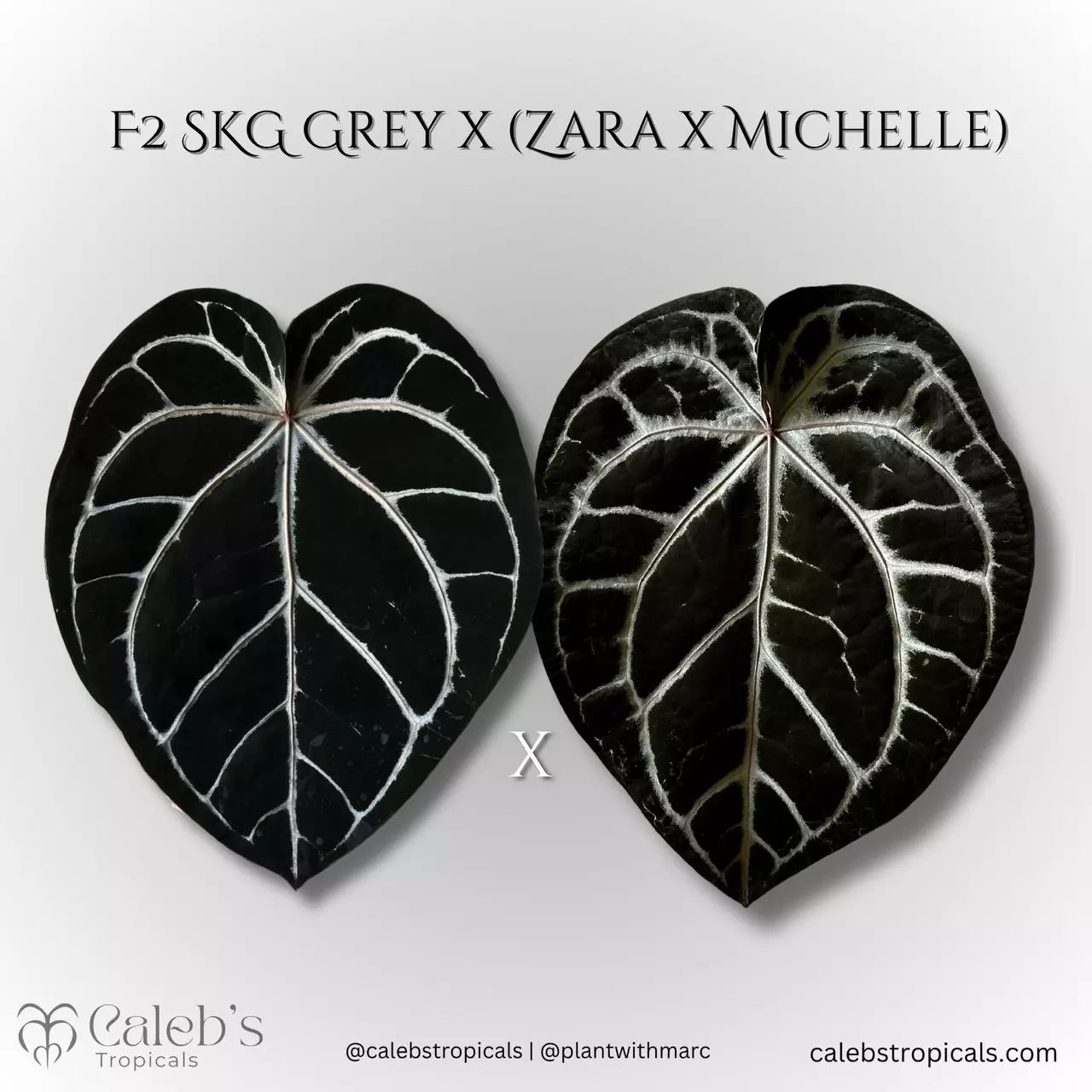plant/F2 SKG Grey x (Zara x Michelle)-0