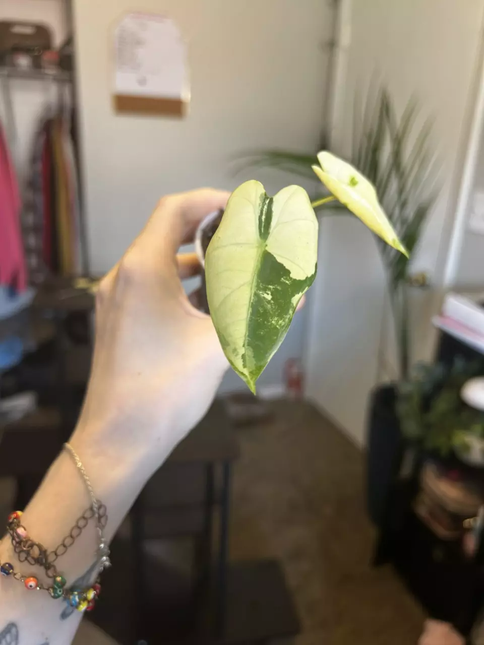 plant/Variegated alocasia frydek-0