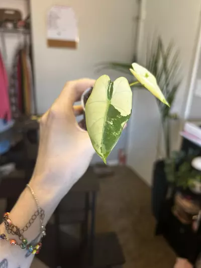 plant/Variegated alocasia frydek-0-thumbnail