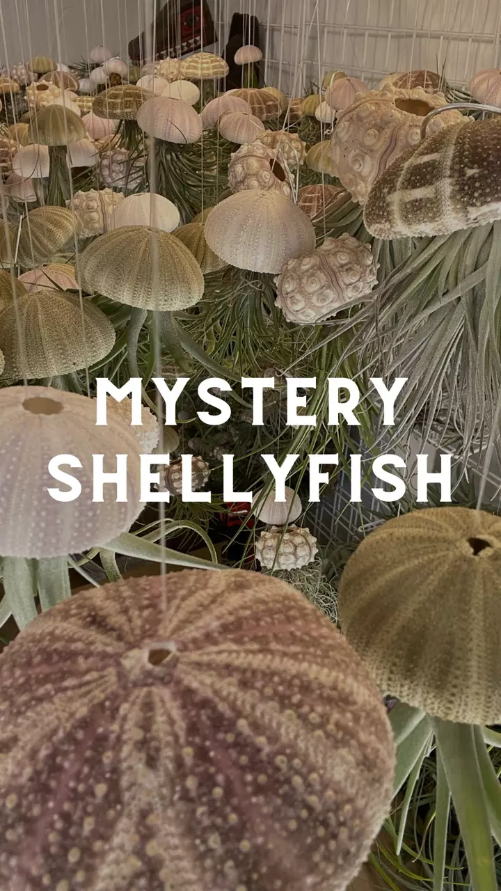 plant/Shellyfish – Tidepool Mystery Catch 🏝️-0