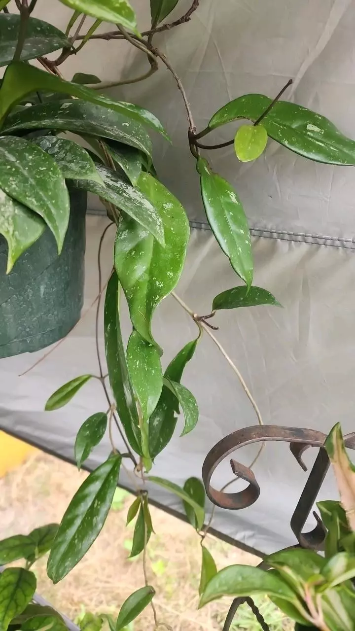 plant/Hoya pubicalyx cutting 4 nodes-5
