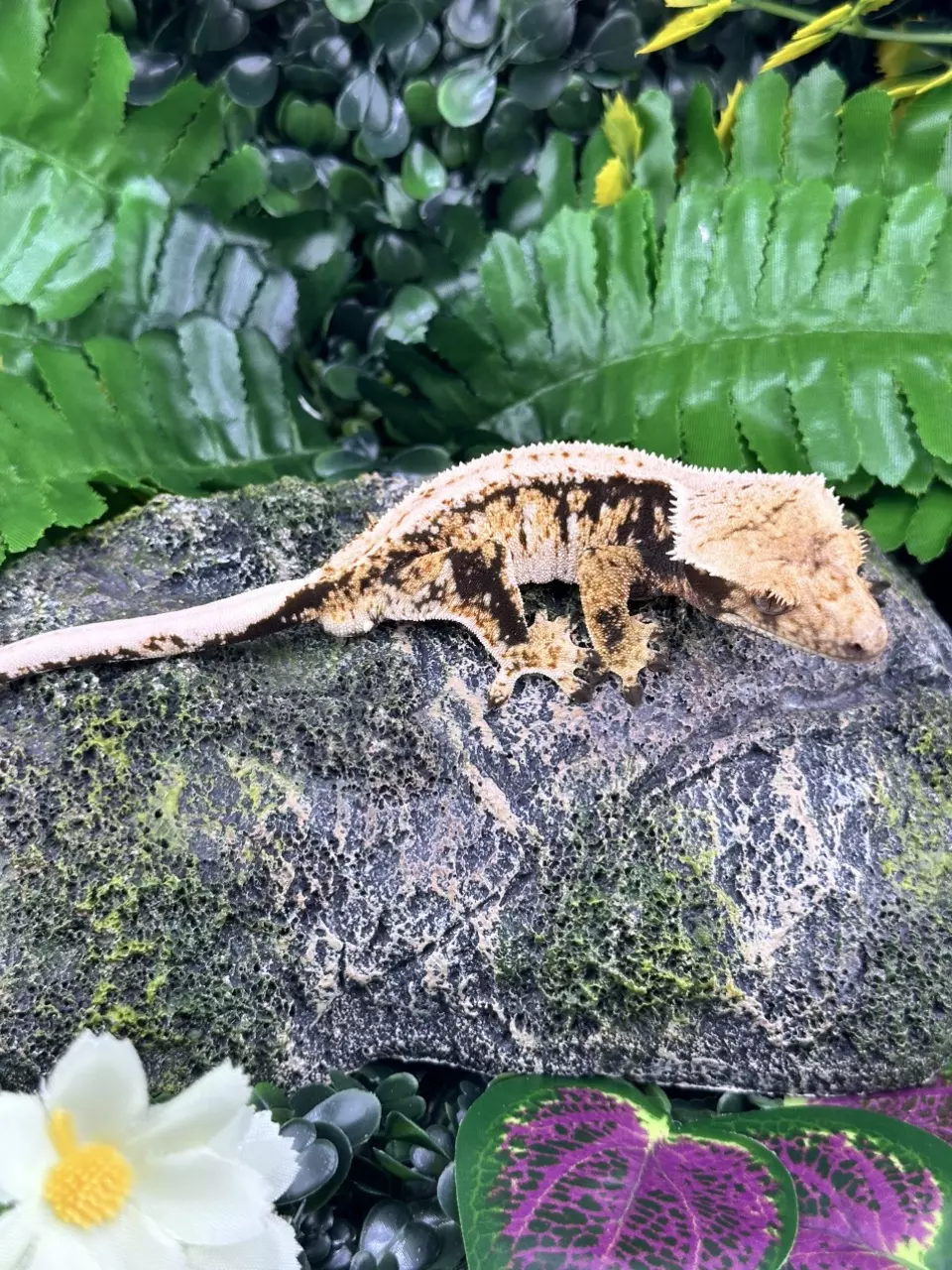 plant/Tricolor Extreme Harlequin Male zg6-0