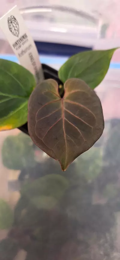 plant/Anthurium King of Spades from Fontanimal Plant House-0-thumbnail