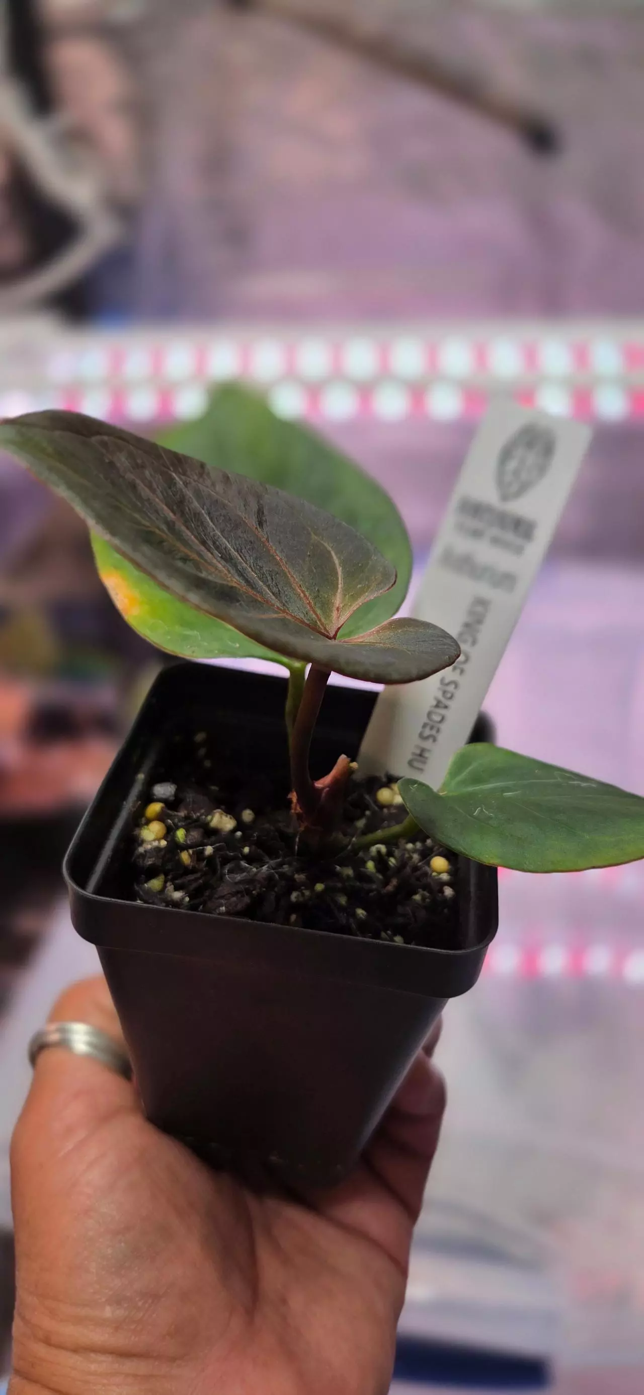 plant/Anthurium King of Spades from Fontanimal Plant House-2